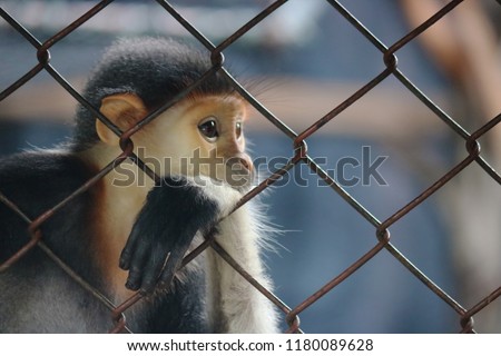 A little monkey catching a steel dirty grid cage in a public zoo.