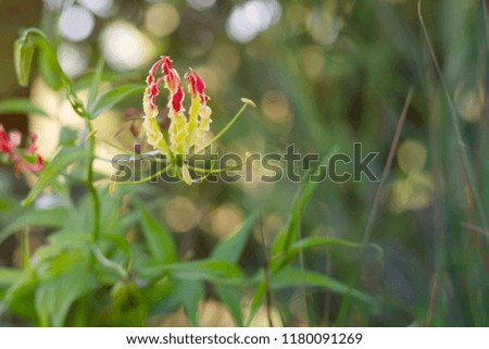 Gloriosa superba,flame lily, Fire lilies on a nature background