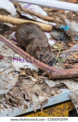 A rat is walking on a dump to eat food. Stinky and damp. Selective focus.