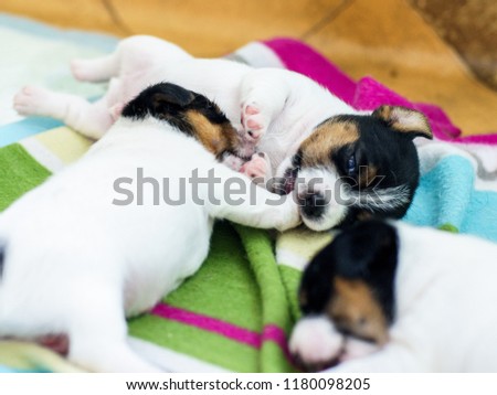 Dog puppies, born four week ago. Purebred Jack Russell terrier. Royalty-Free Stock Photo #1180098205