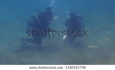 Divers in the sea