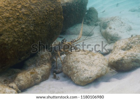 Caribbean Spiny lobster hidding in a crevace under water  