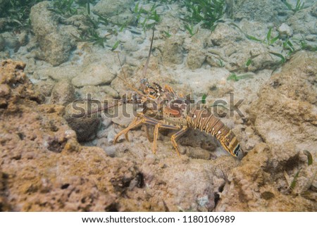 Caribbean spiny lobster resting on rocks at the bottom of the ocean