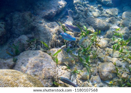 School of parrotfish feeding in a reef
