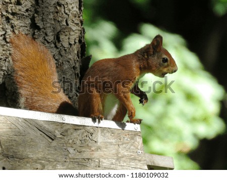 Close-up of red squirrel or Eurasian red squirrel (Sciurus vulgaris, rodent) sitting on a wooden house on a Sunny autumn day, gnawing a nut