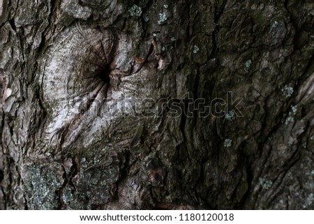 Bark of tree,bark similar to anus, sphincter Royalty-Free Stock Photo #1180120018