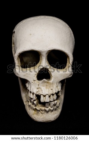skull on black background in studio