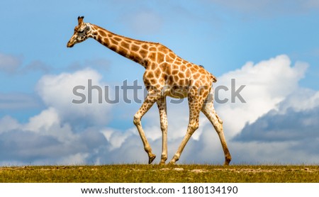 giraffe walking outside