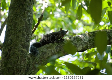 Squirrel peering over branch