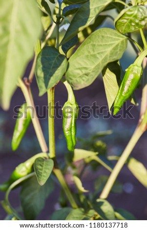The fruit of hot green pepper weighs on a bush in the rays of the sun