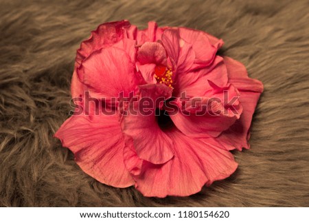 Macro picture of a pink flower