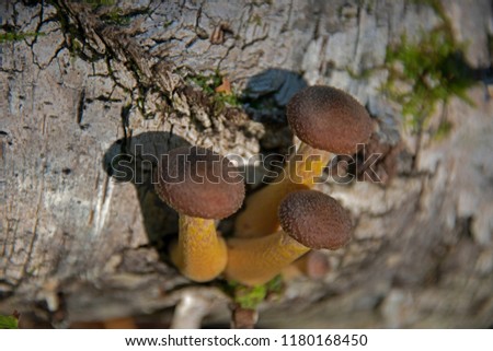 mushrooms - three honey agarics