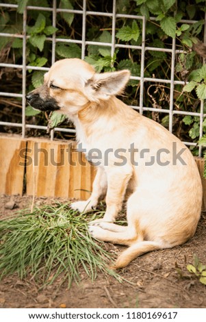 chihuahua dog living in belgium