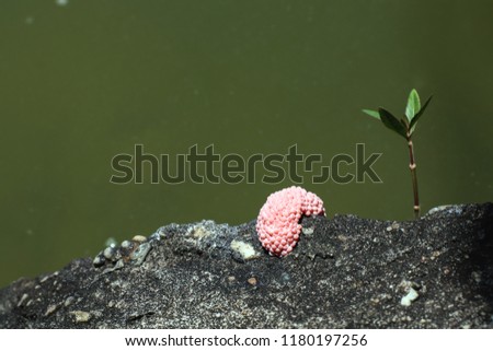 Snail egg on the riverbank