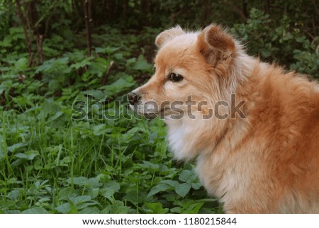 Photo of a dog is like a fox on the background of grass and bushes. Dog with red hair
