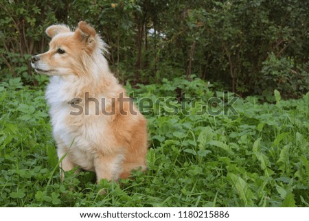 Photo of a dog is like a fox on the background of grass and bushes. Dog with red hair