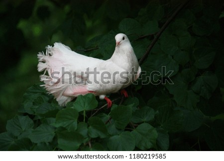 White dove on a branch of a green tree.
