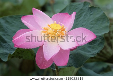 beautiful lotus flower.