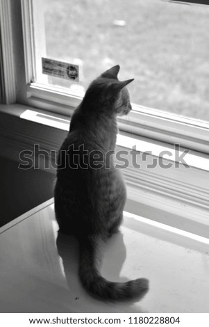 Kitten gazing out window