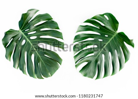 Tropical palm leaves Monstera isolated on white background. Flat lay, top view