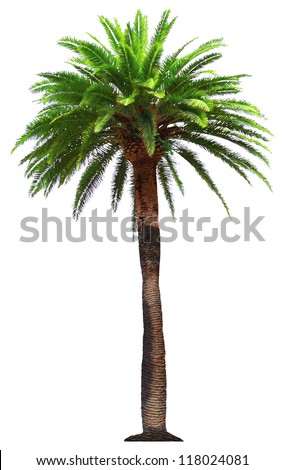 vector palm tree