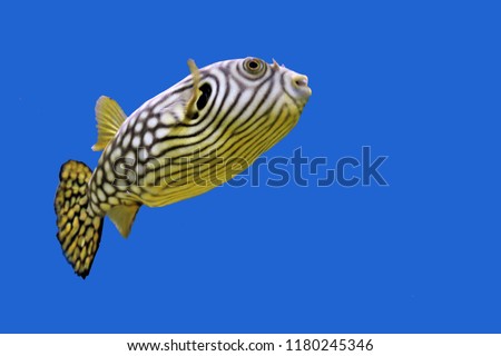 A cute white-spotted puffer or stars-and-stripes puffer on isolated blue background. Arothron hispidus is marine fish in the family Tetraodontidae. Royalty-Free Stock Photo #1180245346