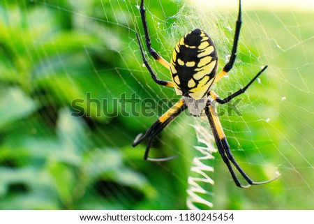 Steelers Spider Alien Like Black and Yellow Garden Spider belongs to the genus Argiope family Araneidea. Habitat extends from USA to Argentina. Photo by Ted Webb  Royalty-Free Stock Photo #1180245454