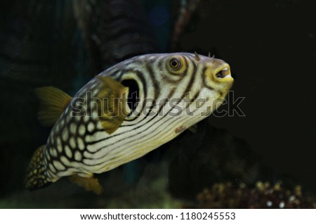 A cute white-spotted puffer or stars-and-stripes puffer on isolated blue background. Arothron hispidus is marine fish in the family Tetraodontidae.