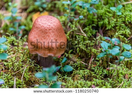 Brown mushroom in moss in a forest