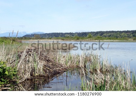 Beaver lodge on a pond