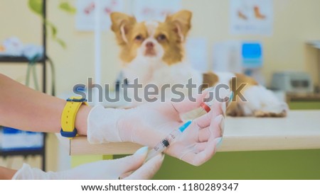 Veterinary doctor is preparing to inject a dog. Syringe with medicine in the hands of a veterinarian with little cute chihuahua dog on the backgroung, close-up