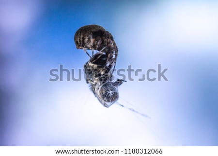Close up of a Spider in a web eating its prey against a blue background
