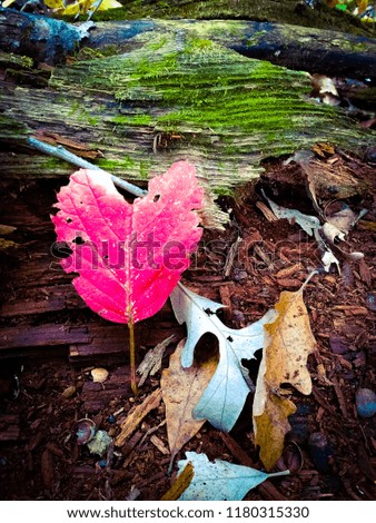 isolated heart shaped leaf on the forest floor