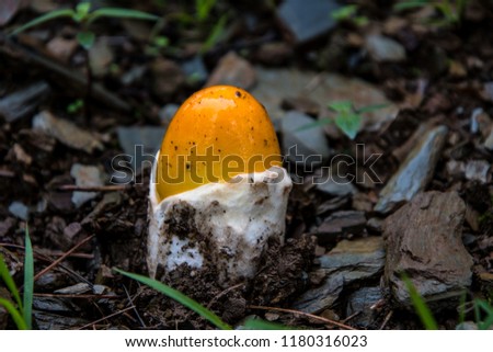 Images Rain-fed mushrooms