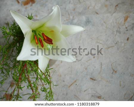 Lily flower arrangement