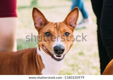 Basenji Kongo Terrier Dog. The Basenji Is A Breed Of Hunting Dog. It Was Bred From Stock That Originated In Central Africa. Smiling Dog.