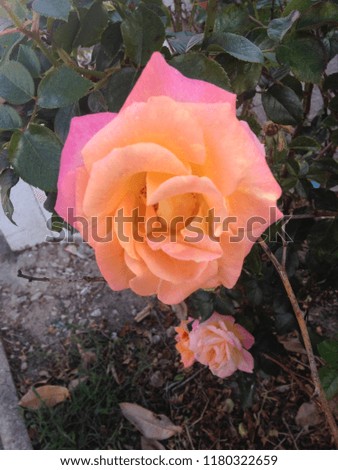 roses in autumn : beauty and colors
