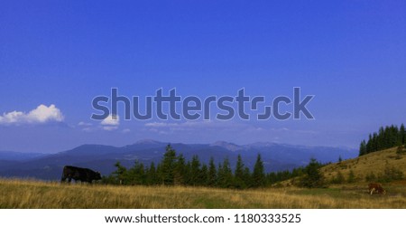 young bulls on top of a mountain against a blue sky