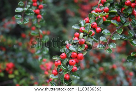 Bright red berries of bearberry cotoneaster (Cotoneaster dammeri) with green leaves after rain Royalty-Free Stock Photo #1180336363