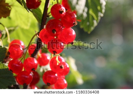 Bright red berries of redcurrant or red currant (Ribes rubrum) growing in garden close up