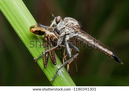 predator Roberfly asilidae eat