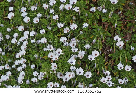 A wall of white daisies