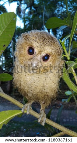 Cute Owl picture