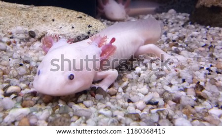 Axolotl (Ambystoma mexicanum) Royalty-Free Stock Photo #1180368415