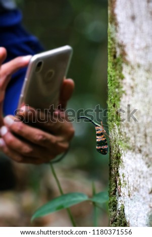  Lantern fly or Pyrops candelaria on tree witn hand using phone to take pictures of insect.