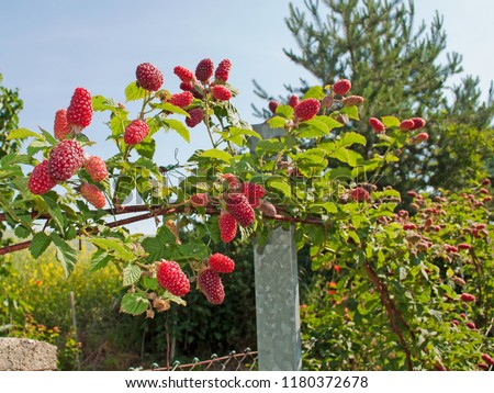 Tayberrys, Rubus fruticosus x idaeus, in the garden Royalty-Free Stock Photo #1180372678