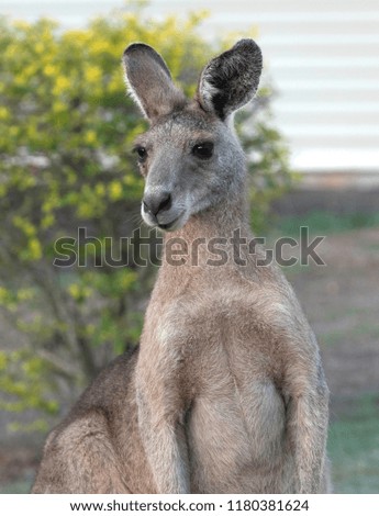 Cute kangaroo posing