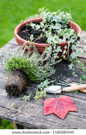 garden work, planting of autumn plants in a decorative pot