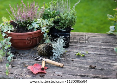 garden work, planting of autumn plants in a decorative pot