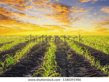 a front selective focus picture of organic young corn field at agriculture field. 